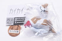 Gray meron Kaikai [3.Jack Russell Terrier]