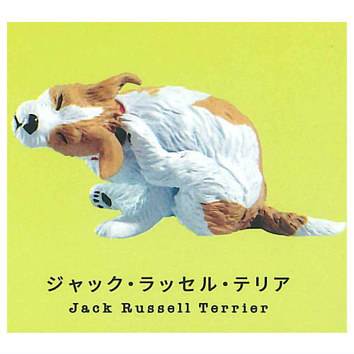 Gray meron Kaikai [3.Jack Russell Terrier]