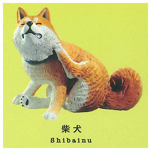 Gray meron Kaikai [4.Shiba Inu]