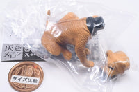 Gray meron Kaikai [5.Rhodesian Ridgeback]