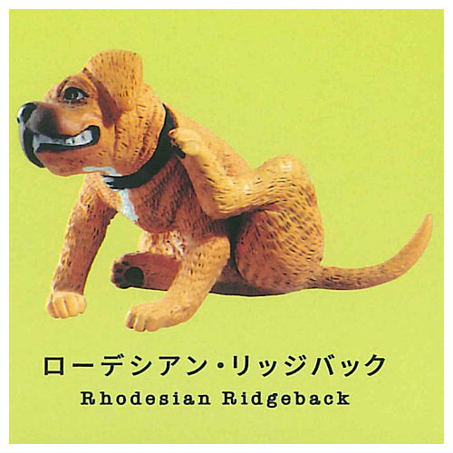 Gray meron Kaikai [5.Rhodesian Ridgeback]