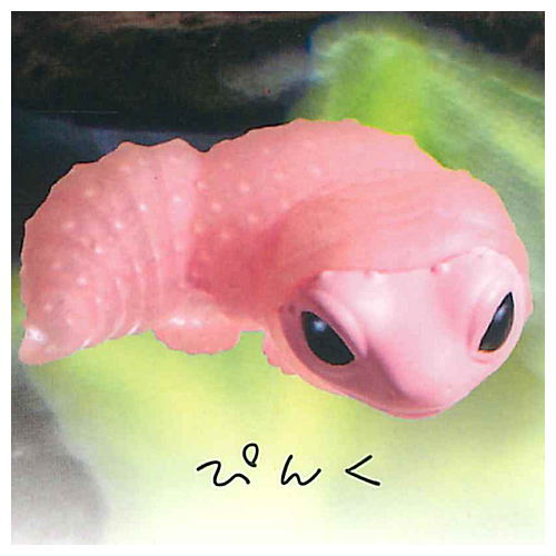 Leopard gecko molting...  [2.Pink]