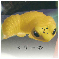 Leopard gecko molting...  [4.Cream]