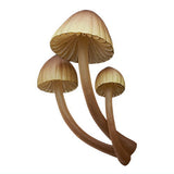 Nature Techni colour MONO PLUS Glowing mushroom magnet [1.Shiinotomoshibitake]