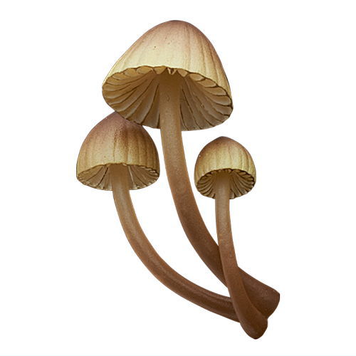 Nature Techni colour MONO PLUS Glowing mushroom magnet [1.Shiinotomoshibitake]