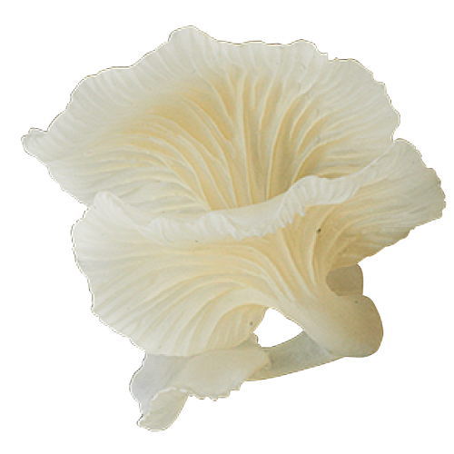 Nature Techni colour MONO PLUS Glowing mushroom magnet [3.Shirohikaritake]