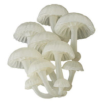 Nature Techni colour MONO PLUS Glowing mushroom magnet [4.Hoshinohikaritake]