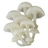 Nature Techni colour MONO PLUS Glowing mushroom magnet [4.Hoshinohikaritake]