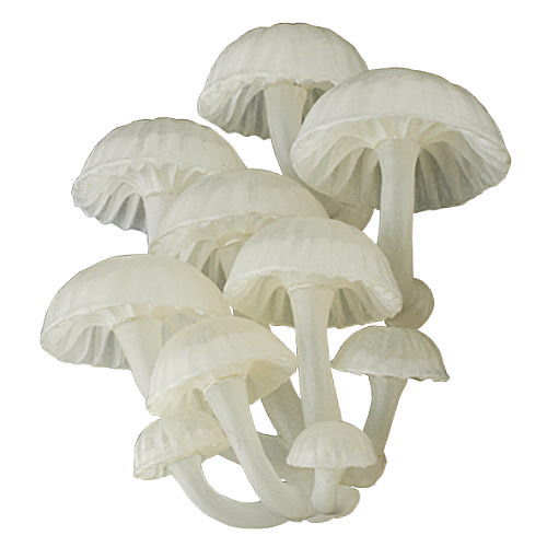 Nature Techni colour MONO PLUS Glowing mushroom magnet [4.Hoshinohikaritake]