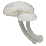 Nature Techni colour MONO PLUS Glowing mushroom magnet [7.Yakotake]