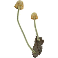 Nature Techni colour MONO PLUS Glowing mushroom magnet [8.Arinotomoshibitake]