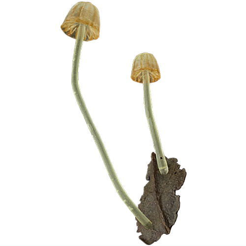 Nature Techni colour MONO PLUS Glowing mushroom magnet [8.Arinotomoshibitake]