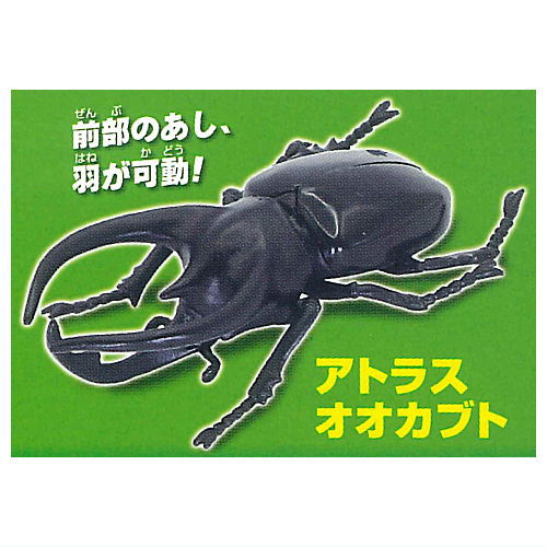 Konchu no Mori Detazo! The four major insects [1.Atlas beetle]