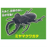 Konchu no Mori Detazo! The four major insects [2.Miyama stag beetle]