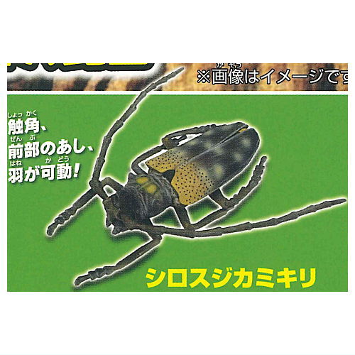 Konchu no Mori Detazo! The four major insects [3.White striped longhorn beetle]