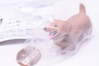 Animal Attraction Iikanjinobowo getshita inu [5.Iikanjinobowo getshita Dachshund]