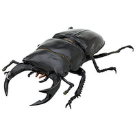 Nature of Japan Japanese Creatures 03 [3.Dorcus hopei binodulosus]