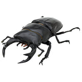 Nature of Japan Japanese Creatures 03 [3.Dorcus hopei binodulosus]
