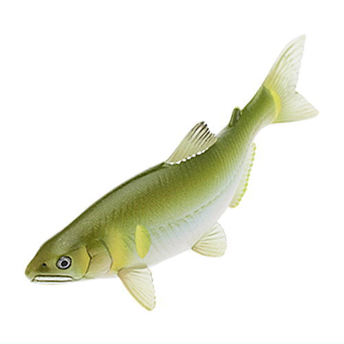 Nature of Japan Japanese Creatures 03 [5.Plecoglossus altivelis]