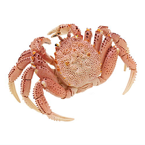 Nature of Japan Japanese Creatures 03 [6.Erimacrus isenbeckii]
