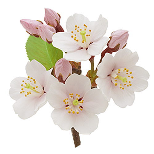 Nature of Japan Japanese Creatures 03 [7.Prunus yedoensis Matsumura]