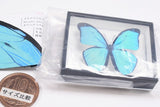 Science Technicolour German Box Magnet Collection Morpho Butterfly Special Edition [1.Morpho menelaus]