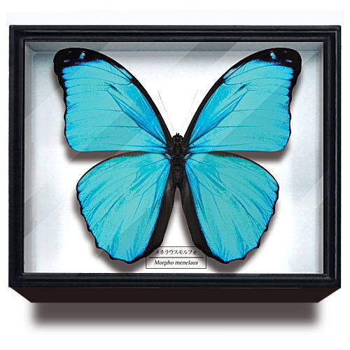 Science Technicolour German Box Magnet Collection Morpho Butterfly Special Edition [1.Morpho menelaus]
