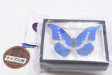 Science Technicolour German Box Magnet Collection Morpho Butterfly Special Edition [2.Morpho helena]