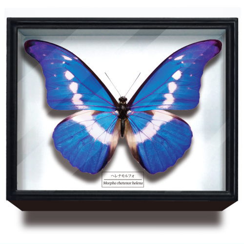 Science Technicolour German Box Magnet Collection Morpho Butterfly Special Edition [2.Morpho helena]
