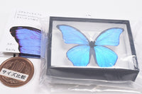 Science Technicolour German Box Magnet Collection Morpho Butterfly Special Edition [3.Morpho godartii]