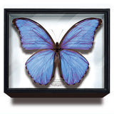 Science Technicolour German Box Magnet Collection Morpho Butterfly Special Edition [3.Morpho godartii]