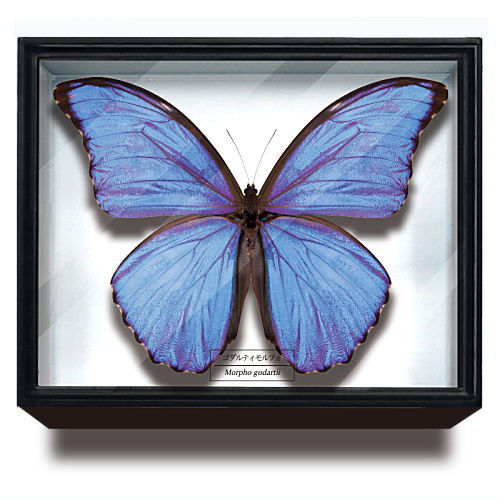 Science Technicolour German Box Magnet Collection Morpho Butterfly Special Edition [3.Morpho godartii]