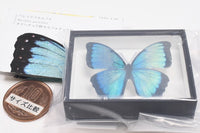 Science Technicolour German Box Magnet Collection Morpho Butterfly Special Edition [4.Morpho peleides]