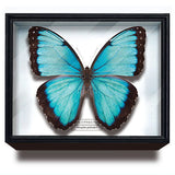 Science Technicolour German Box Magnet Collection Morpho Butterfly Special Edition [4.Morpho peleides]