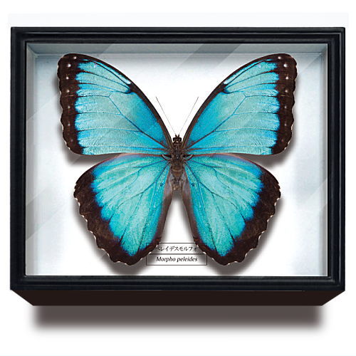 Science Technicolour German Box Magnet Collection Morpho Butterfly Special Edition [4.Morpho peleides]