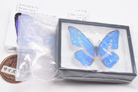 Science Technicolour German Box Magnet Collection Morpho Butterfly Special Edition [5.Morpho cypris]