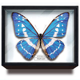 Science Technicolour German Box Magnet Collection Morpho Butterfly Special Edition [5.Morpho cypris]