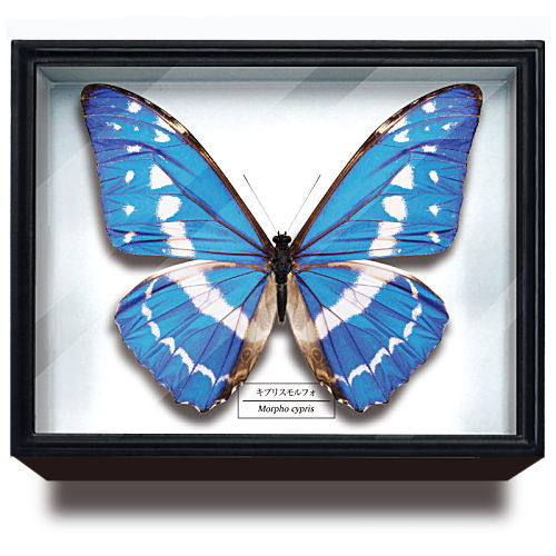 Science Technicolour German Box Magnet Collection Morpho Butterfly Special Edition [5.Morpho cypris]