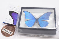 Science Technicolour German Box Magnet Collection Morpho Butterfly Special Edition [6.Morpho cacica]