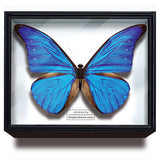 Science Technicolour German Box Magnet Collection Morpho Butterfly Special Edition [6.Morpho cacica]