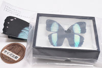 Science Technicolour German Box Magnet Collection Morpho Butterfly Special Edition [7.Morpho achilles]