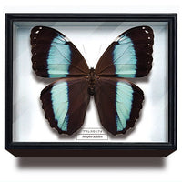 Science Technicolour German Box Magnet Collection Morpho Butterfly Special Edition [7.Morpho achilles]