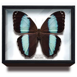 Science Technicolour German Box Magnet Collection Morpho Butterfly Special Edition [7.Morpho achilles]