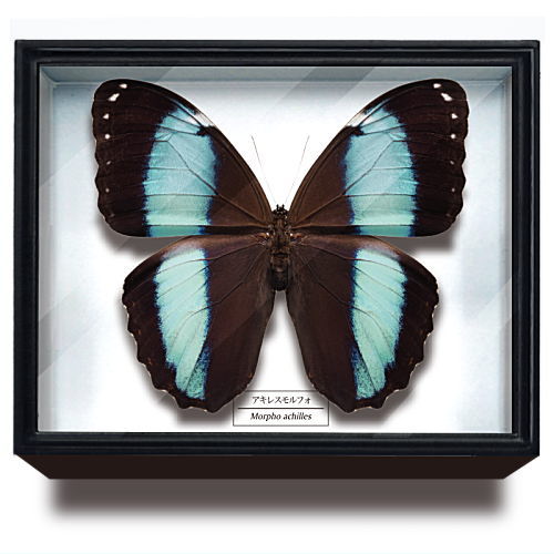 Science Technicolour German Box Magnet Collection Morpho Butterfly Special Edition [7.Morpho achilles]