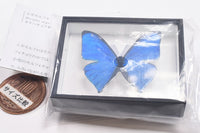 Science Technicolour German Box Magnet Collection Morpho Butterfly Special Edition [8.Morpho aega]