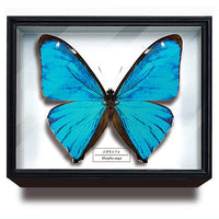 Science Technicolour German Box Magnet Collection Morpho Butterfly Special Edition [8.Morpho aega]