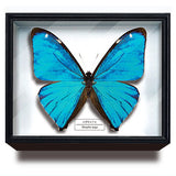Science Technicolour German Box Magnet Collection Morpho Butterfly Special Edition [8.Morpho aega]