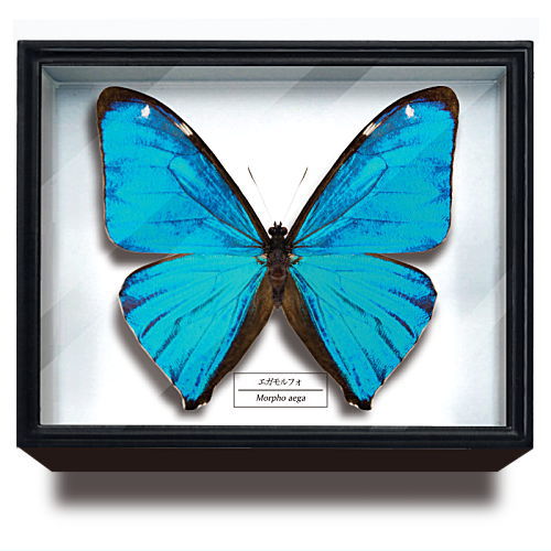Science Technicolour German Box Magnet Collection Morpho Butterfly Special Edition [8.Morpho aega]