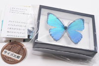 Science Technicolour German Box Magnet Collection Morpho Butterfly Special Edition [9.Morpho portis]