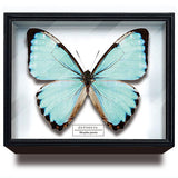 Science Technicolour German Box Magnet Collection Morpho Butterfly Special Edition [9.Morpho portis]